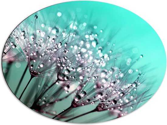 WallClassics - Dibond Ovaal - Druppels op Zaden van Paardebloem - 80x60 cm Foto op Ovaal (Met Ophangsysteem)