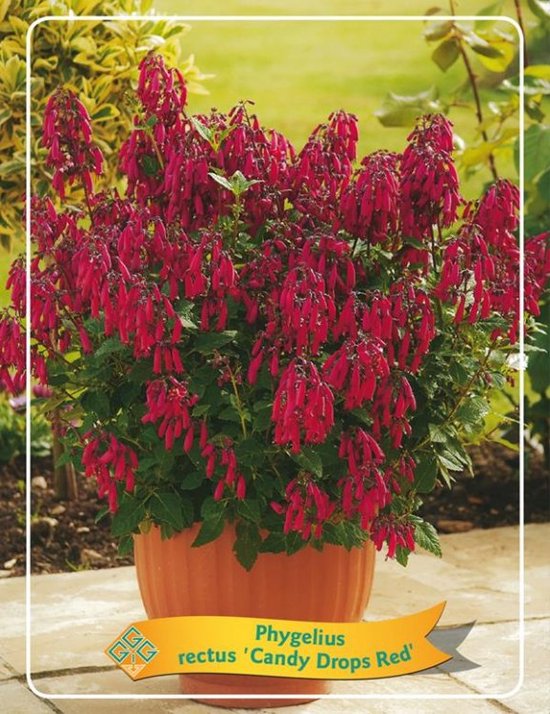 1 stuk(s) Phygelius rectus Candy Drops Red P11 bol