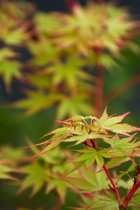 1 stuk(s) | Acer palmatum 'Sangokaku' C3 40-50 cm