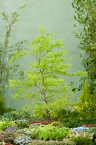 Acer palmatum 'Dissectum' C10 80-100 cm