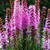 3 stuks | Liatris spicata P11 cm