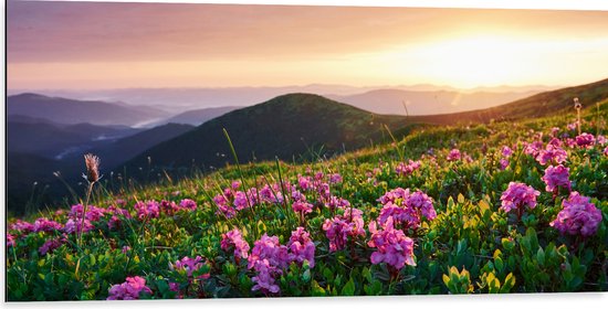Dibond - Roze Bloemen op de Bergen van Landschap tijdens Zonsopkomst - 100x50 cm Foto op Aluminium (Wanddecoratie van metaal)