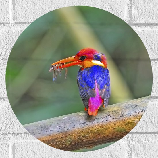 Muursticker Cirkel - Meerkleurige IJsvogel Zittend op Bruine Tak - 30x30 cm Foto op Muursticker