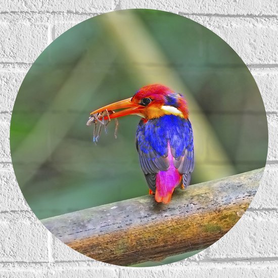 Muursticker Cirkel - Meerkleurige IJsvogel Zittend op Bruine Tak - 40x40 cm Foto op Muursticker