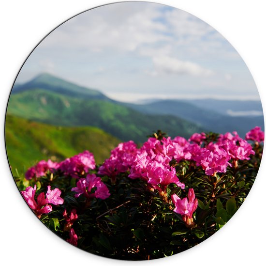 Dibond Muurcirkel - Roze Bloemenstruik met Uitzicht over Berggebied - 70x70 cm Foto op Aluminium Muurcirkel (met ophangsysteem)