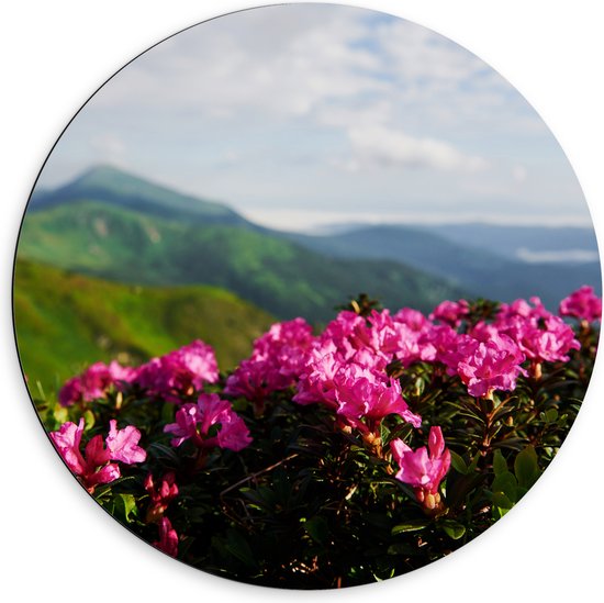 Dibond Muurcirkel - Roze Bloemenstruik met Uitzicht over Berggebied - 60x60 cm Foto op Aluminium Muurcirkel (met ophangsysteem)