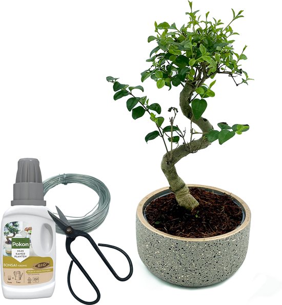 Bonsai Boompje Starters Kit - 5-Delige Set - 10 jaar oude bonsai boom - Hoogte 25-30 cm
