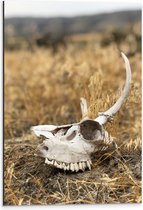 Dibond - Schedel van Dier tussen het Droge Gras - 40x60 cm Foto op Aluminium (Met Ophangsysteem)