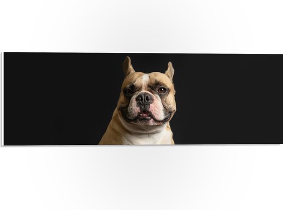 PVC Schuimplaat - Schattige Bruine Bulldog in Zitpositie tegen Zwarte Achtergrond - 60x20 cm Foto op PVC Schuimplaat (Met Ophangsysteem)