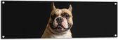 Tuinposter – Schattige Bruine Bulldog in Zitpositie tegen Zwarte Achtergrond - 120x40 cm Foto op Tuinposter (wanddecoratie voor buiten en binnen)