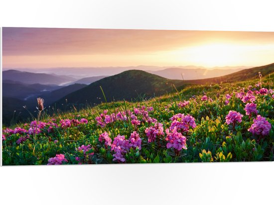PVC Schuimplaat- Roze Bloemen op de Bergen van Landschap tijdens Zonsopkomst - 100x50 cm Foto op PVC Schuimplaat