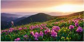 Poster (Mat) - Roze Bloemen op de Bergen van Landschap tijdens Zonsopkomst - 100x50 cm Foto op Posterpapier met een Matte look