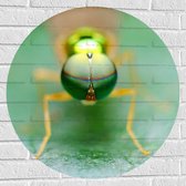 Muursticker Cirkel - Close-up van Ogen van Groen Insect op Groen Blad - 70x70 cm Foto op Muursticker