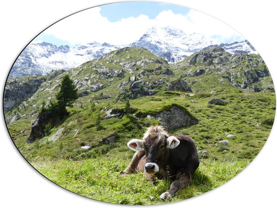 Dibond Ovaal - Bruine Koe Liggend in het Gras Boven op Hoge Berg - 68x51 cm Foto op Ovaal (Met Ophangsysteem)