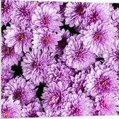 PVC Schuimplaat- Meerdere Paars met Roze Bloemen - 80x80 cm Foto op PVC Schuimplaat