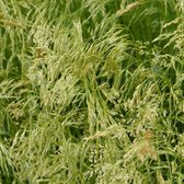 6x Smele - Deschampsia cespitosa 'Tardiflora' - Pot 9x9cm