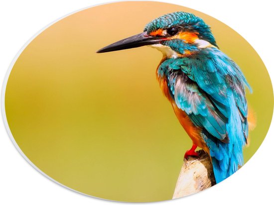 PVC Schuimplaat Ovaal - Blauw met Oranje Gekleurde IJsvogel - 28x21 cm Foto op Ovaal (Met Ophangsysteem)