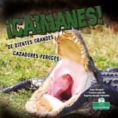 Hechos para sobrevivir (Built to Survive) - ¡Caimanes! De dientes grandes. Cazadores feroces (Alligators! Big Teeth, Fierce Hunters)