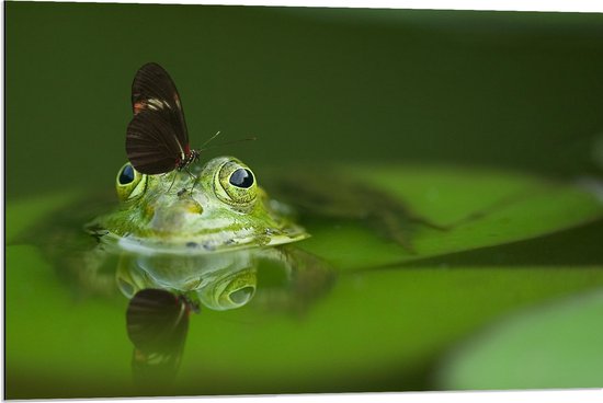 Dibond - Donkerkleurige Vlinder Bovenop Groene Kikker in het Water - 90x60 cm Foto op Aluminium (Met Ophangsysteem)
