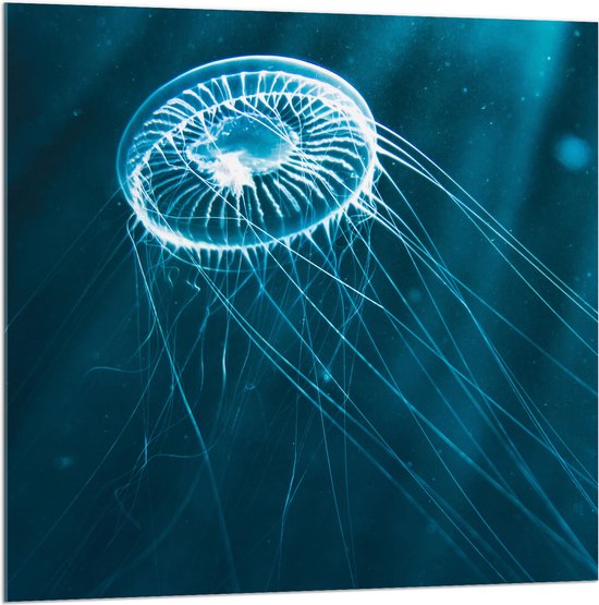 Acrylglas - Doorzichtige Kwal in de Zonnestralen in het Zeewater - 100x100 cm Foto op Acrylglas (Wanddecoratie op Acrylaat)