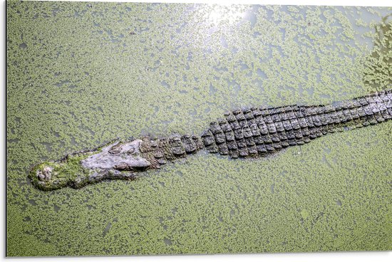 Dibond - Bovenaanzicht van Aligator aan het Wateroppervlak vol Waterplanten - 75x50 cm Foto op Aluminium (Wanddecoratie van metaal)