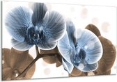 Schilderij Op Canvas Orchidee - Blauw, Grijs - 120x70cm 1Luik - Foto Op Canvas - GroepArt 6000+ Schilderijen 0p Canvas Art Collectie - Wanddecoratie - Woonkamer - Slaapkamer - Canvas Print
