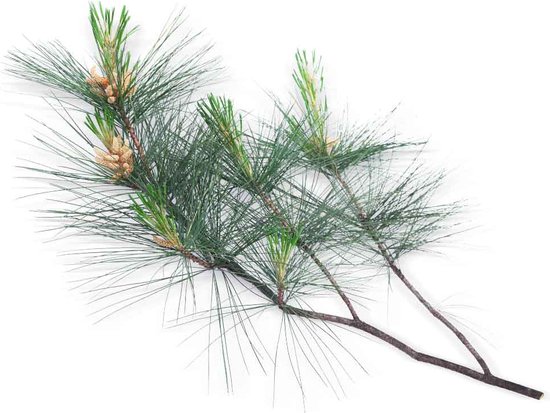 Tak van een dennenboom met lange naalden en kleine kegels op een witte achtergrond.