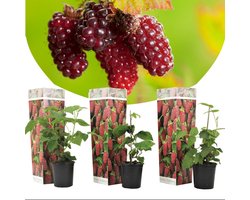 Plant in a Box - Rubus 'Tayberry' - Set van 3 - Kruising tussen Braam en framboos - Dieprode vruchten - Bladverliezende tuinplant - Pot 9cm - Hoogte 25-40cm