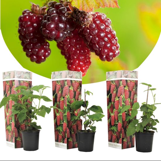 Drie jonge tayberry struiken in pot, met verpakking met afbeeldingen van rode tayberries.