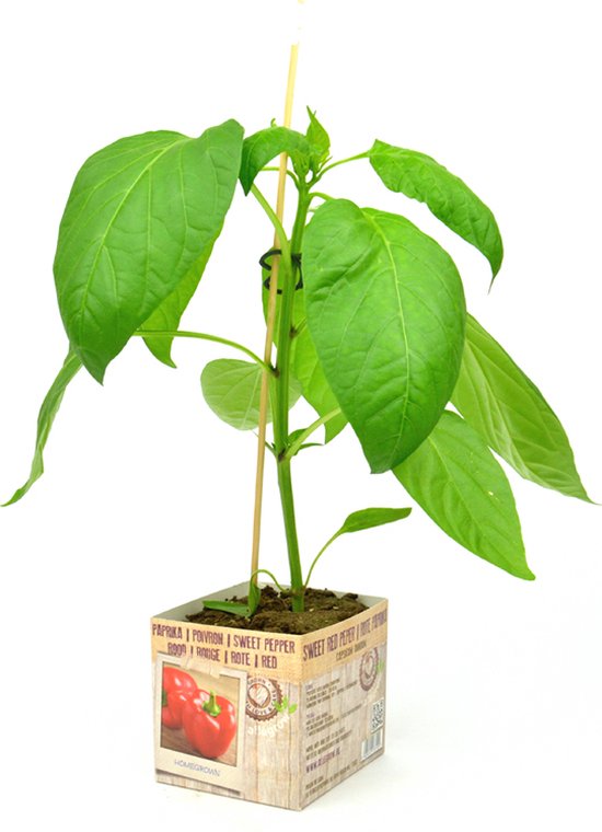 Rode Paprika plant Capsicum annuum 3 paprikaplanten bol