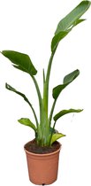 Tropictrees - Strelitzia Reginae - Paradijsvogelbloem - Kamerplant - Hoogte ca. 100cm - Binnenplant