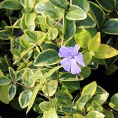 6x Kleine Maagdenpalm - Vinca minor ‘Aureovariegata’ - Pot 9x9cm