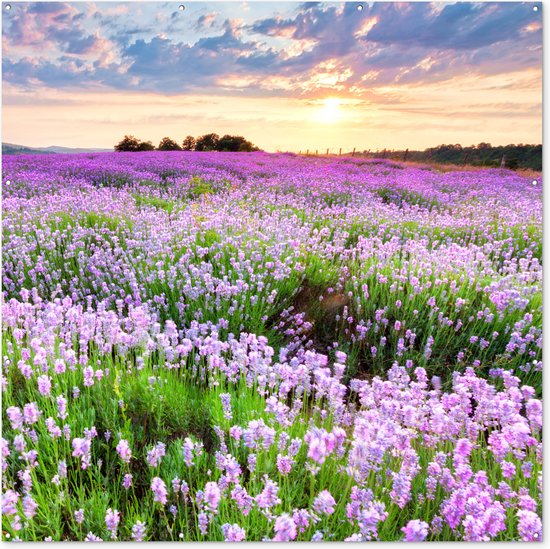 Tuinposter bloemen - Lavendel - Landschap - Zonsondergang - Natuur - Lucht - Tuin - Tuindecoratie - Tuinschilderij voor buiten - Schutting decoratie - 200x200 cm - Schuttingdoek - Tuindoek - Buitenposter