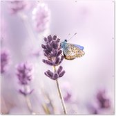 Tuin poster Lavendel - Vlinder - Close-up - Paars - 200x200 cm - Tuindoek - Buitenposter