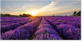 Schuttingposter Lavendel - Bloemen - Zonsondergang - Paars - 200x100 cm - Tuindoek