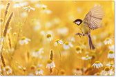 Tuinposter vogels - Bloemen - Margriet - Zomer - Natuur - Geel - Tuin - Tuindecoratie - Tuinschilderij voor buiten - Schuttingdoek - 180x120 cm - Schutting decoratie - Tuindoek - Tuinposters