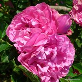 Kordes Rugosa-type - Rosa 'Romantic Roadrunner'® - Plant-o-fix 20-30 cm