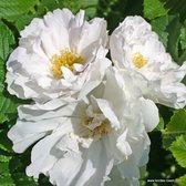 Kordes Rugosa-type - Rosa 'White Roadrunner'® - Plant-o-fix 20-30 cm