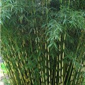 Sierbamboe / Japanse bamboe - Fargesia robusta ‘Pingwu’ 60-80 cm