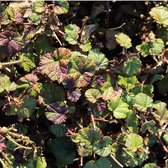 6x Sierbraam - Rubus ‘Betty Ashburner’ - Pot 9x9cm