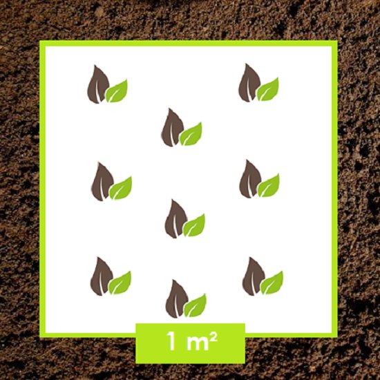 6x Slaapkamergeluk - Soleirolia Soleirolii - Pot 9x9cm - Boom en Plant tuinplantenwinkel