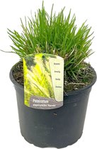 Plant in a Box - Pennisetum alopecuroides - Pennisetum Hameln siergras winterhard - Pot 23cm - Hoogte 20-30cm