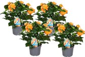 Plant in a Box - Crossandra Fortuna - Set van 4 - Bloeiende kamerplanten - Mooie heldere bloemen - Pot 13cm - Hoogte 20-30cm