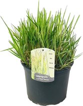 Plant in a Box - Calamagrostis Overdam - Siergras - Winterhard - Pot 23cm - Hoogte 20-30cm
