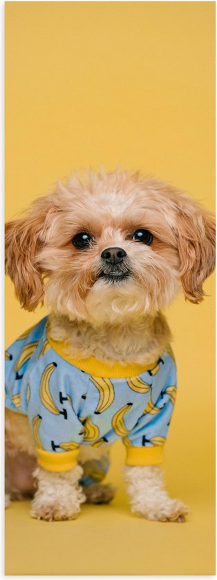 WallClassics - Poster Glanzend – Zittend Hondje met Truitje Aan bij Gele Achtergrond - 20x60 cm Foto op Posterpapier met Glanzende Afwerking