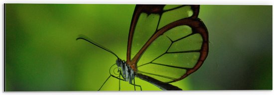 WallClassics - Dibond - Zwarte Vlinder met Doorzichtige Vleugels op Groen Blad - 60x20 cm Foto op Aluminium (Wanddecoratie van metaal)