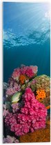 WallClassics - Verre Acrylique - Rayons de Soleil sur Corail sur le Fond Marin - Photo 30x90 cm sur Verre Acrylique (avec système de suspension)