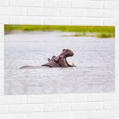 WallClassics - Muursticker - Zwemmende Nijlpaard - 90x60 cm Foto op Muursticker