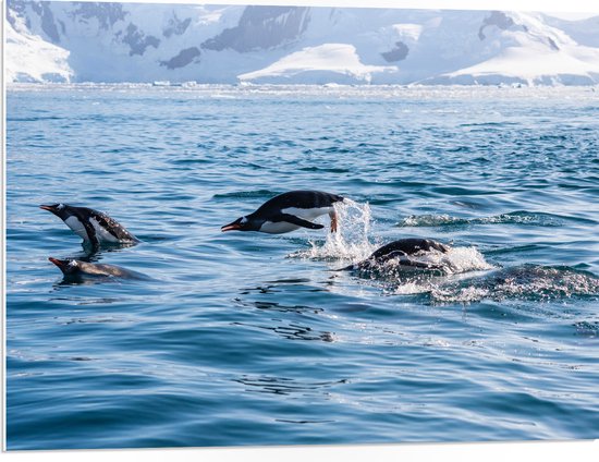 WallClassics - PVC Schuimplaat- Zwemmende Pingiuns door het Water in IJslandschap - 80x60 cm Foto op PVC Schuimplaat