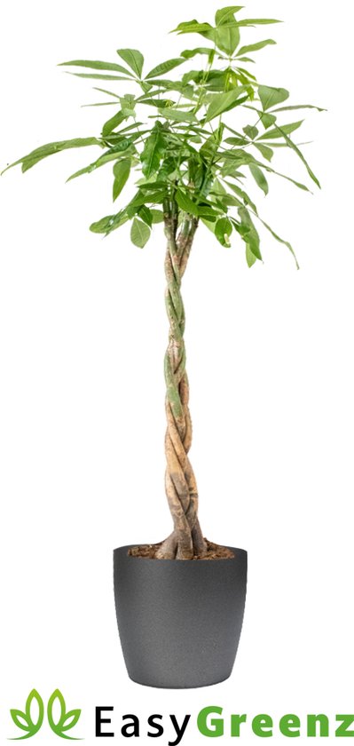 EasyGreenz - vlechtstam - Pachira aquatica - Hoogte 130 cm - Potmaat 24 cm - Kamerplant - Luchtzuiverend - Vers van de kweker - Easy te onderhouden